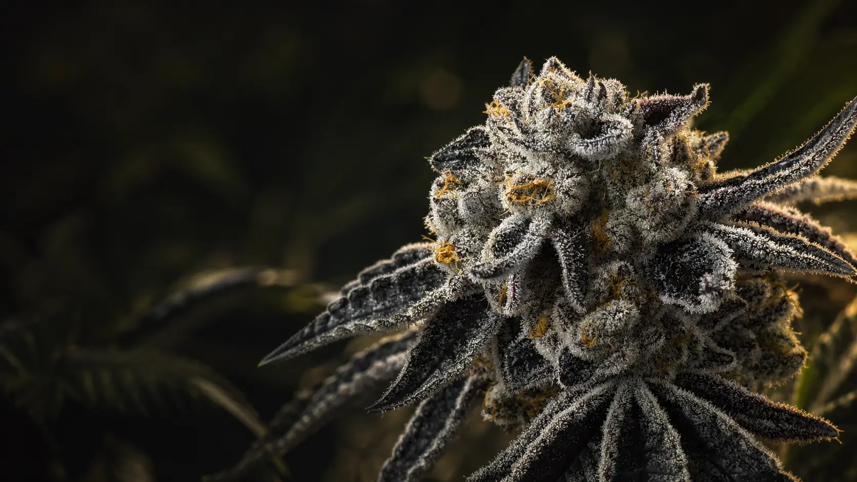 Frosted Platinum Punch cannabis flower in cinematic light